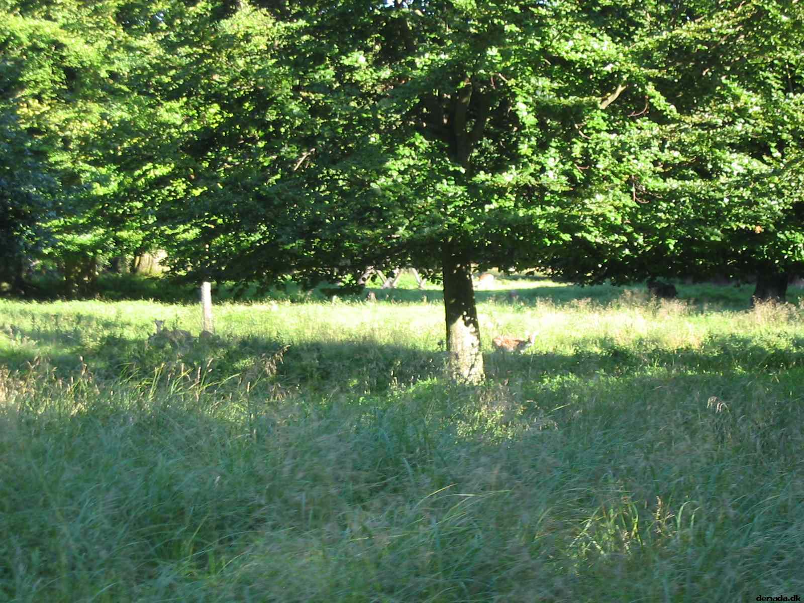 * Image 74