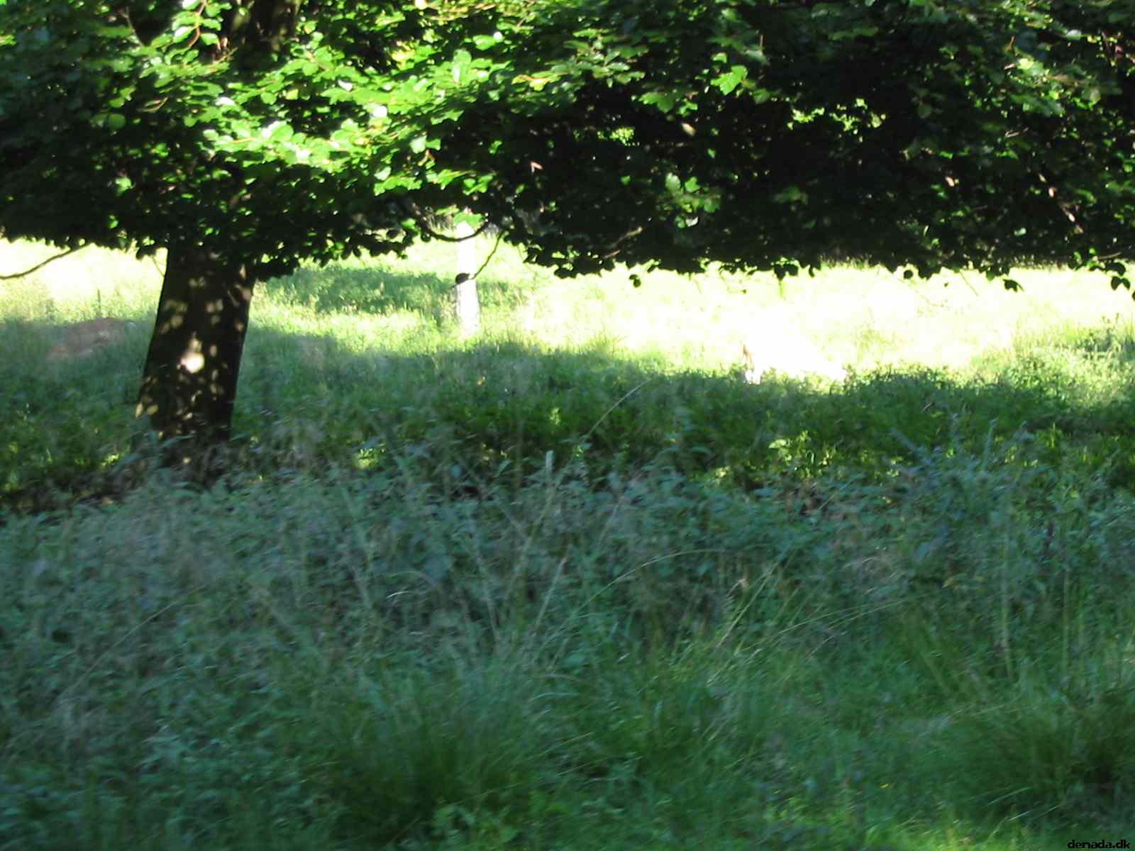 * Image 76