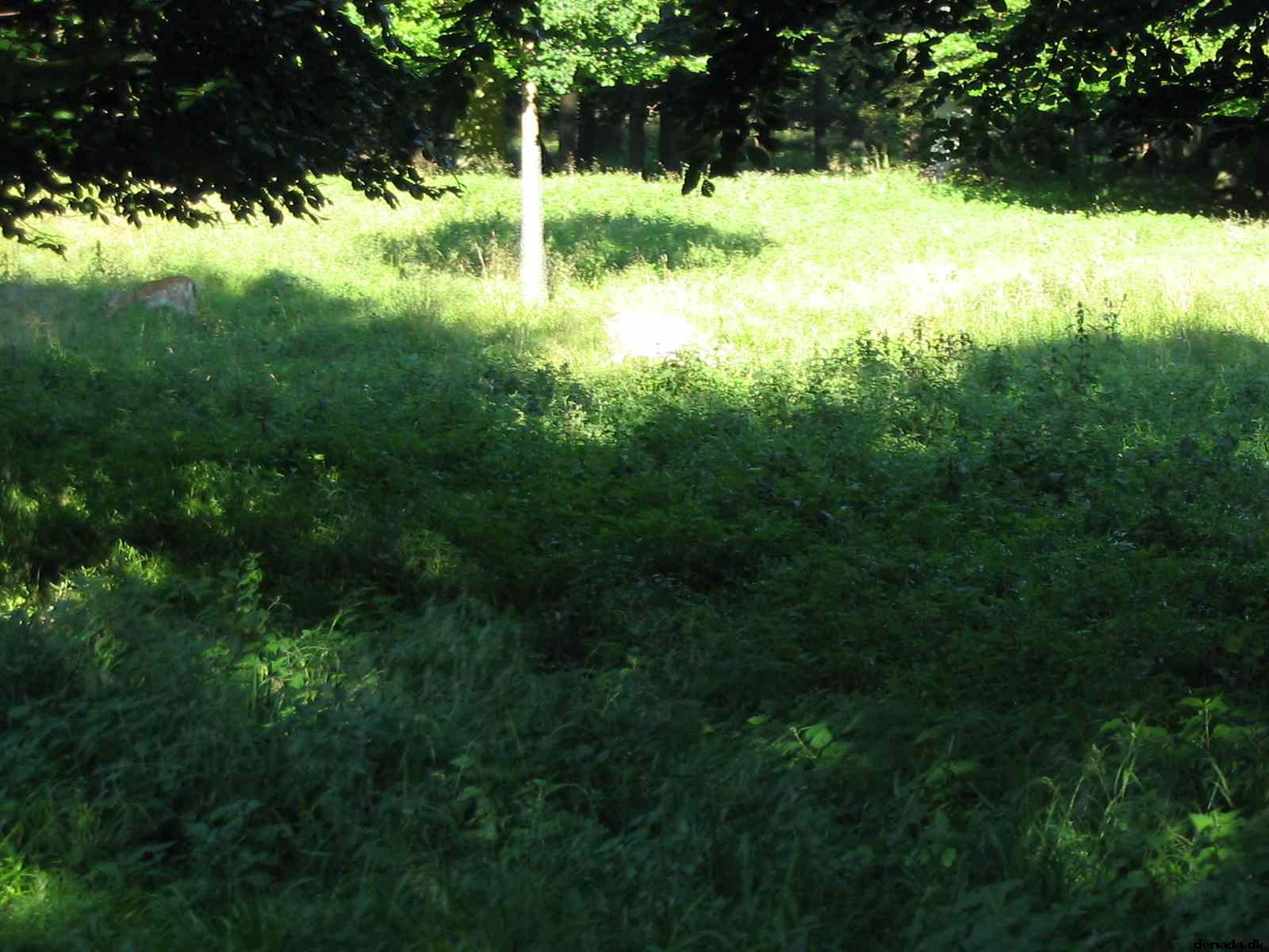 * Image 77