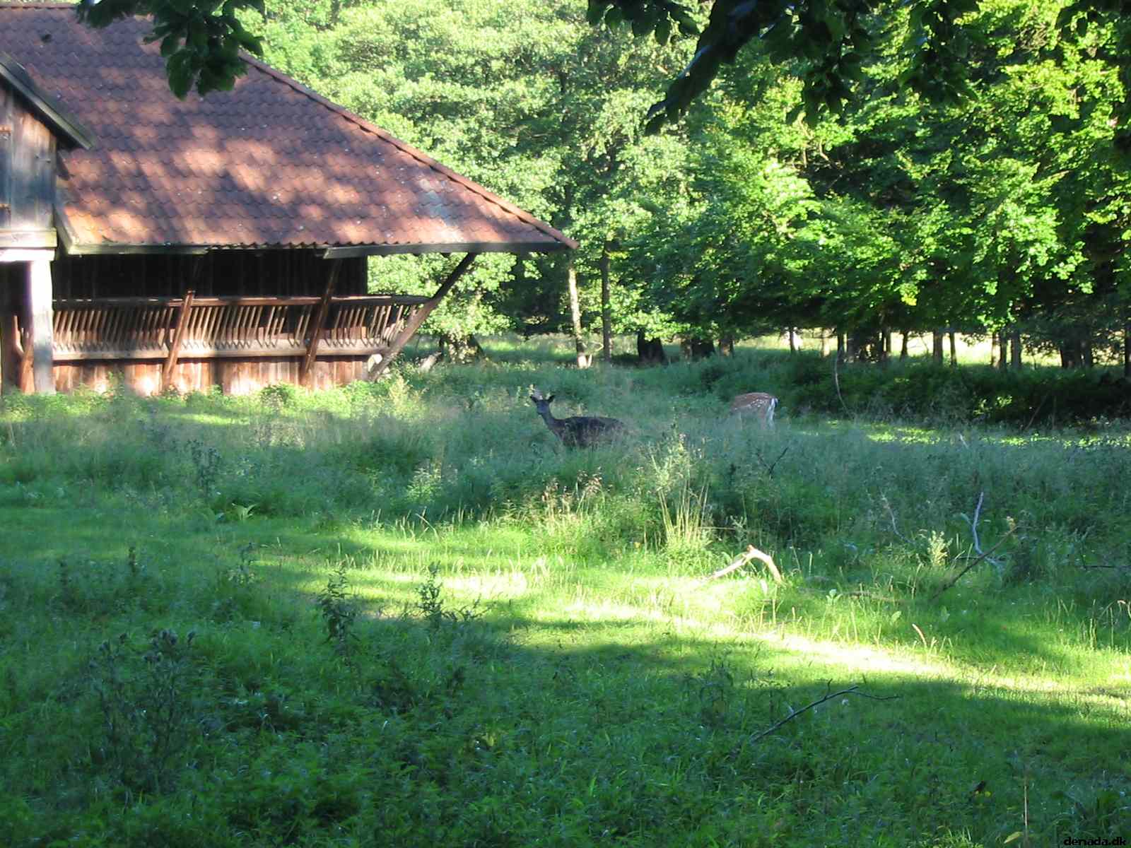 * Image 79