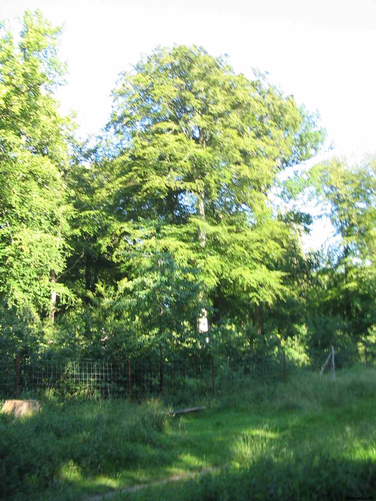 * Image 82