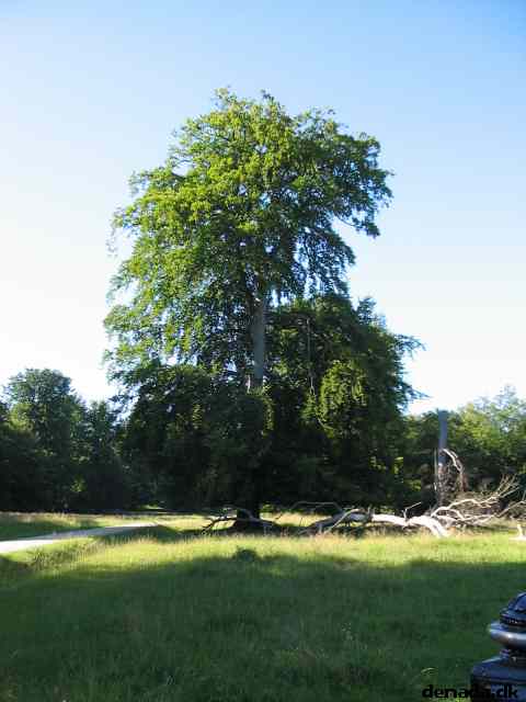 * Image 27