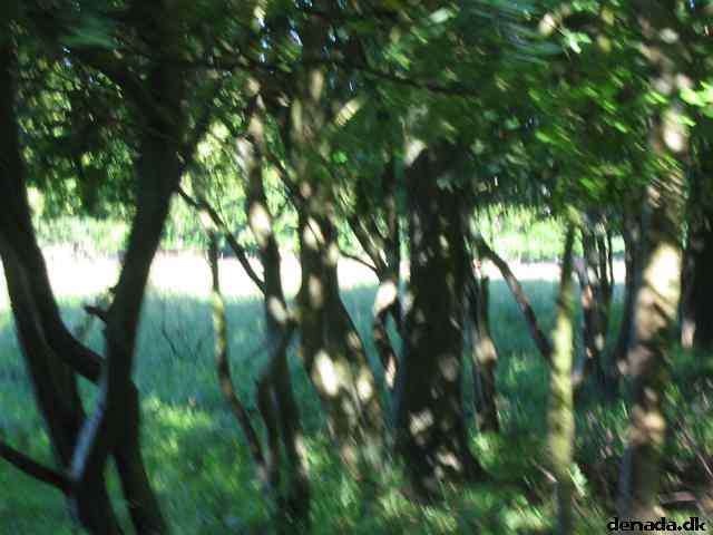 * Image 29