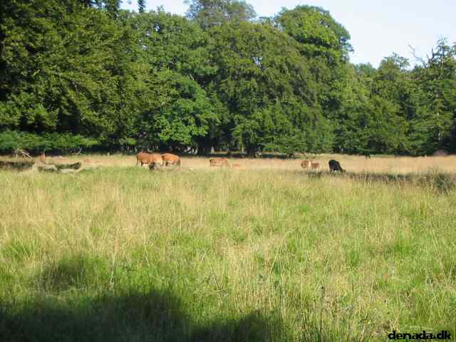 * Image 32