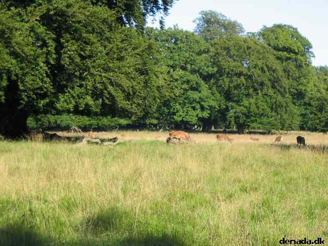 * Image 33