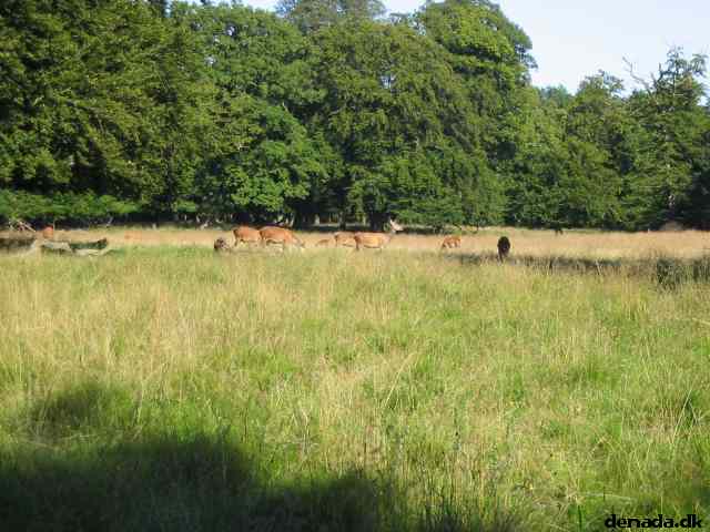 * Image 35