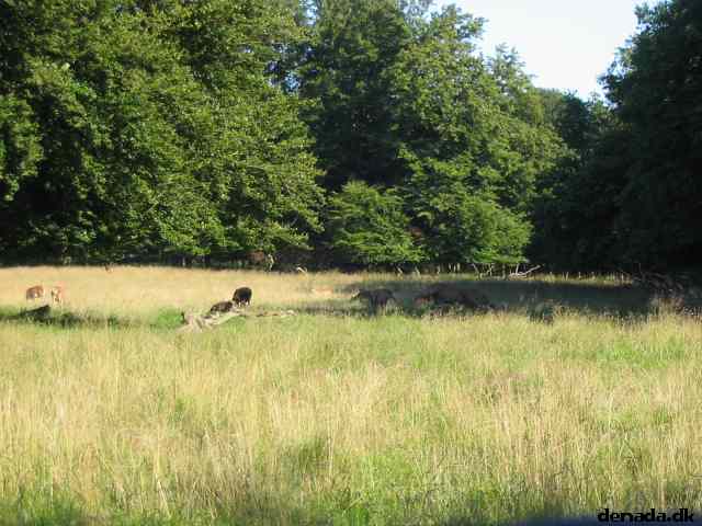 * Image 36