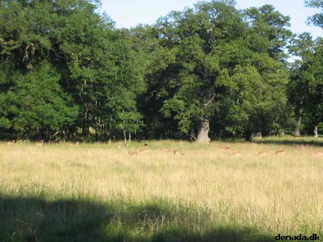 * Image 44