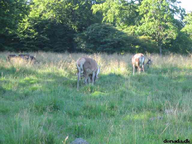 * Image 53
