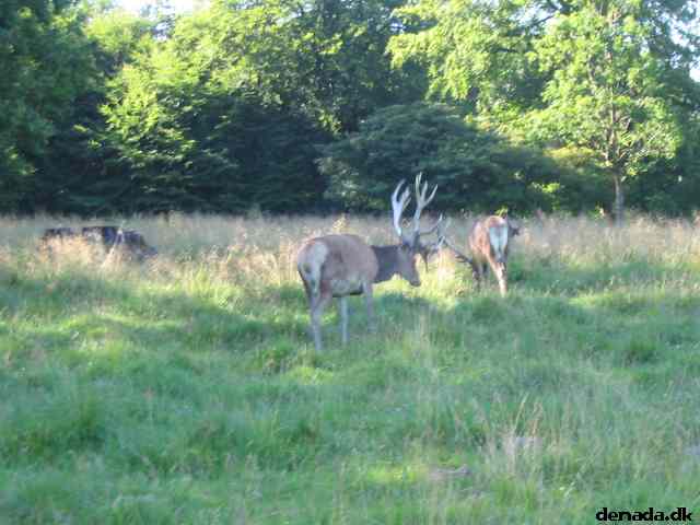 * Image 56