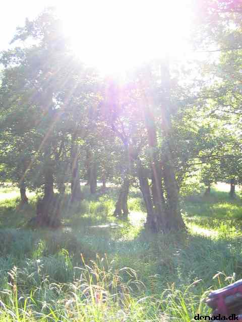 * Image 64