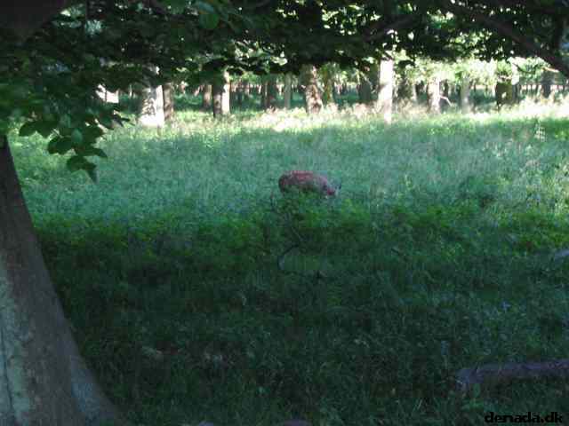 * Image 71