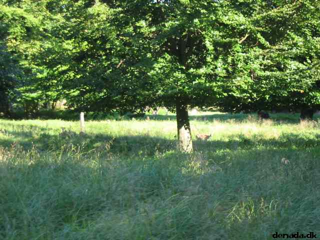 * Image 74