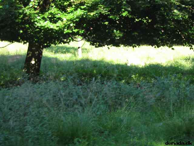 * Image 76