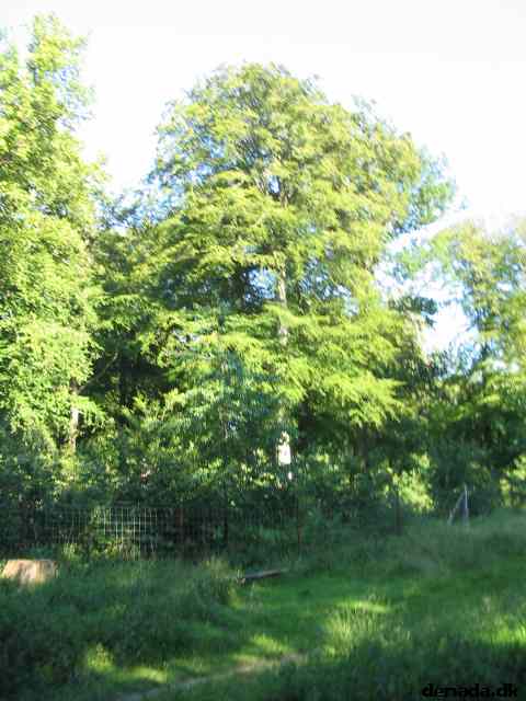 * Image 82