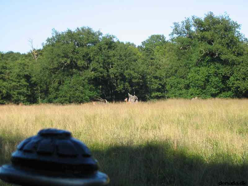 * Image 31