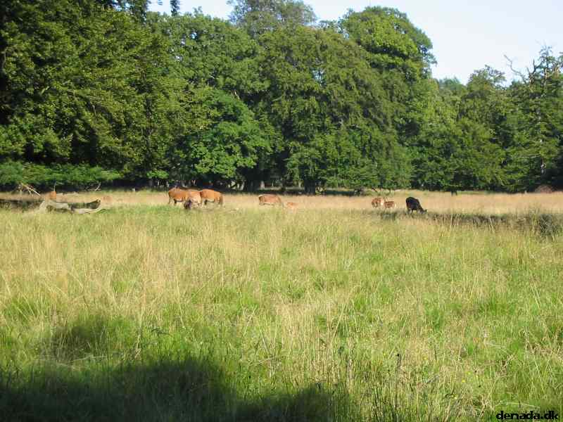 * Image 32