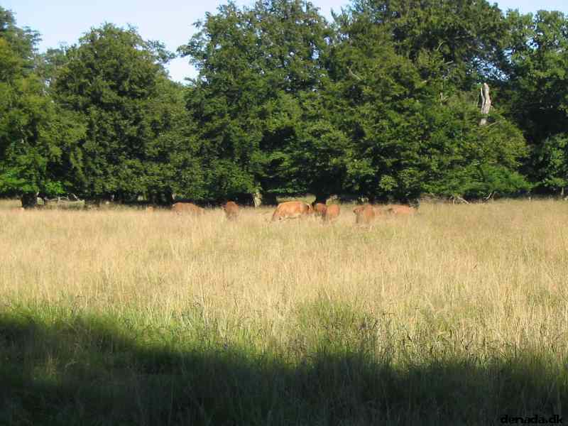 * Image 39