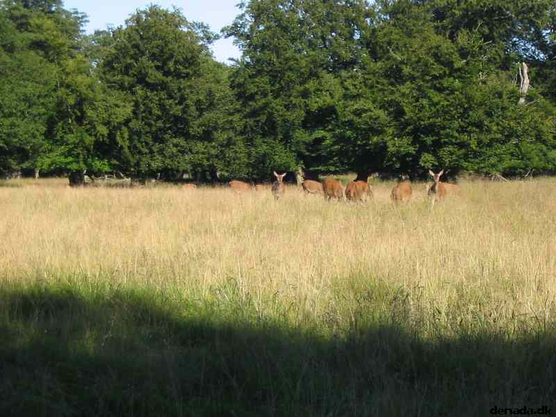 * Image 41