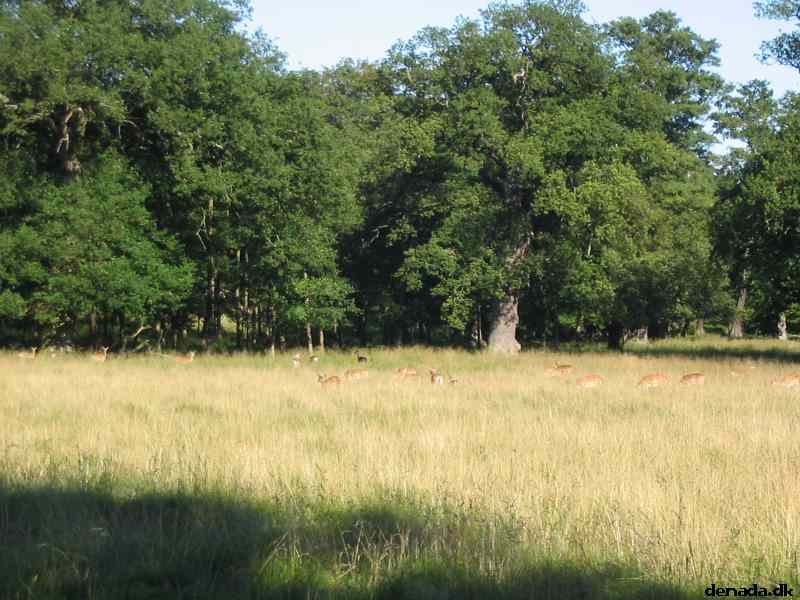 * Image 44