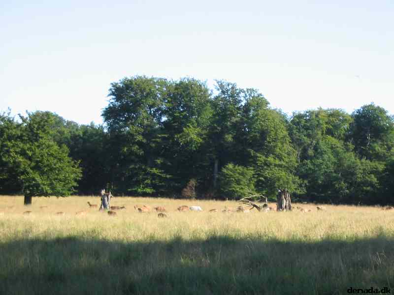 * Image 48
