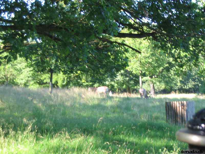 * Image 49