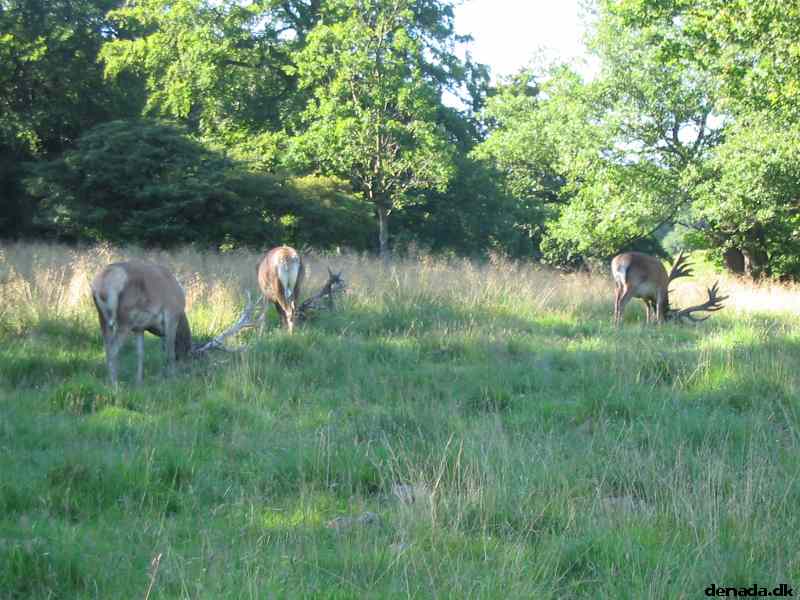 * Image 55