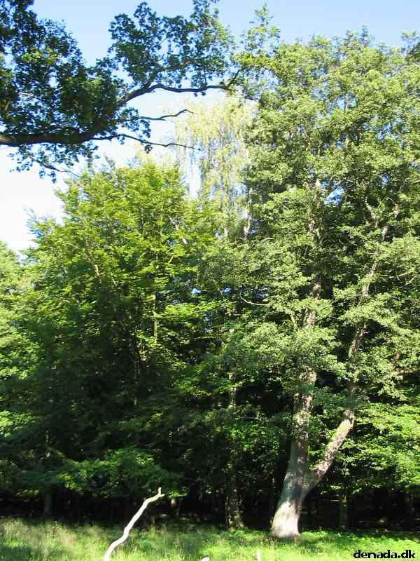 * Image 60