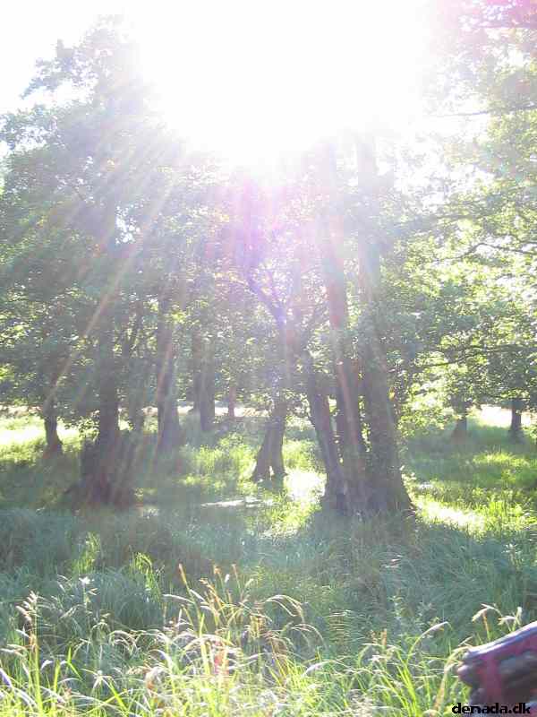 * Image 64