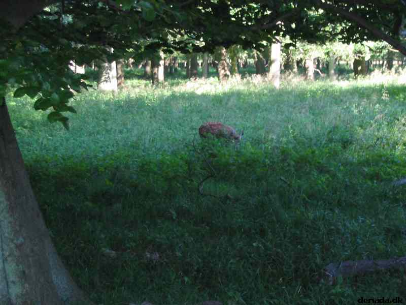 * Image 71