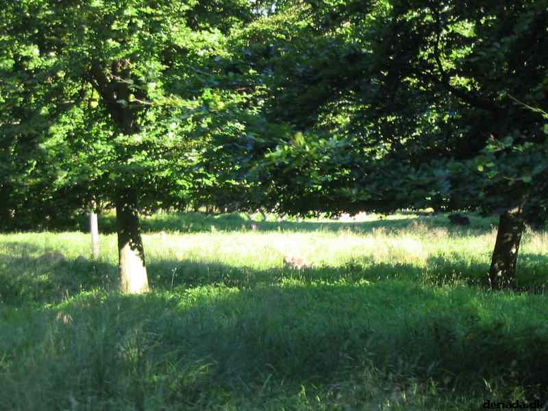* Image 75