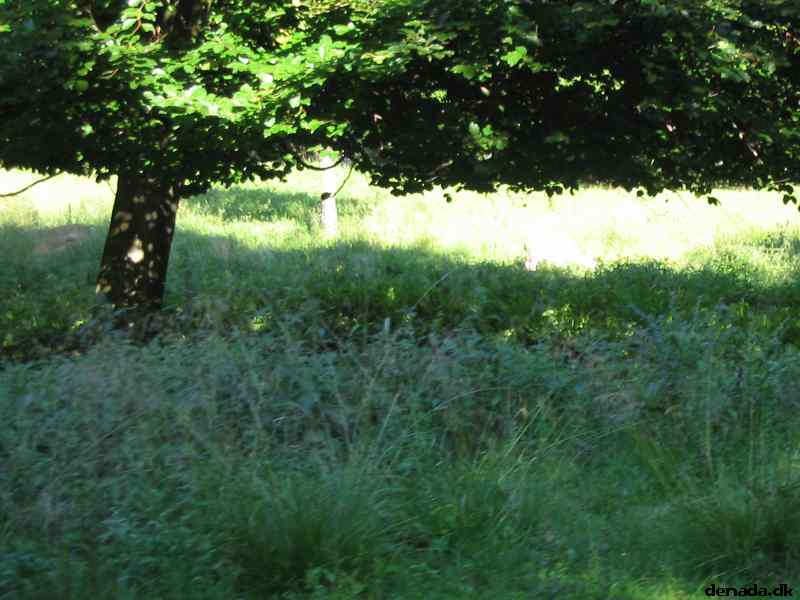 * Image 76