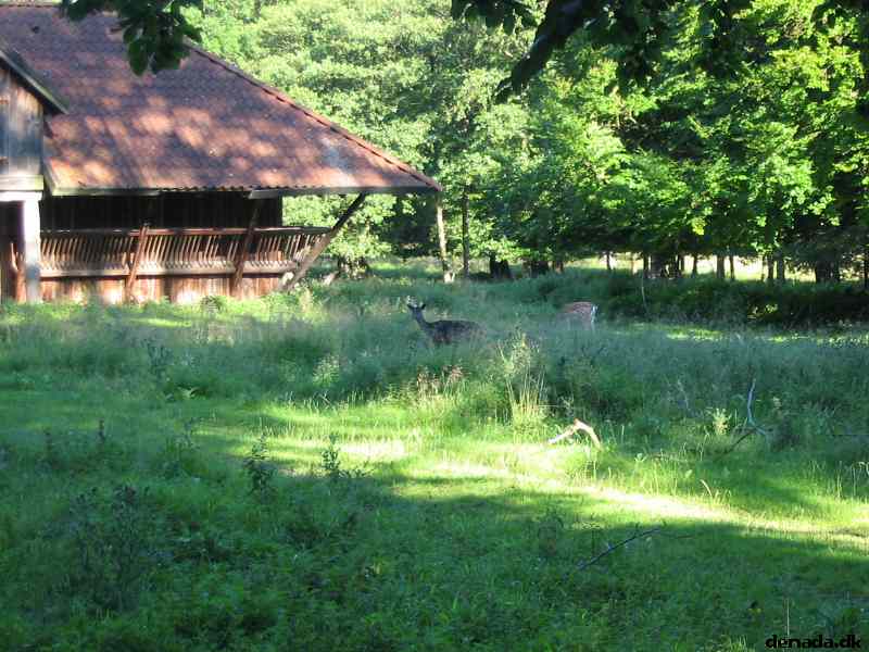 * Image 79