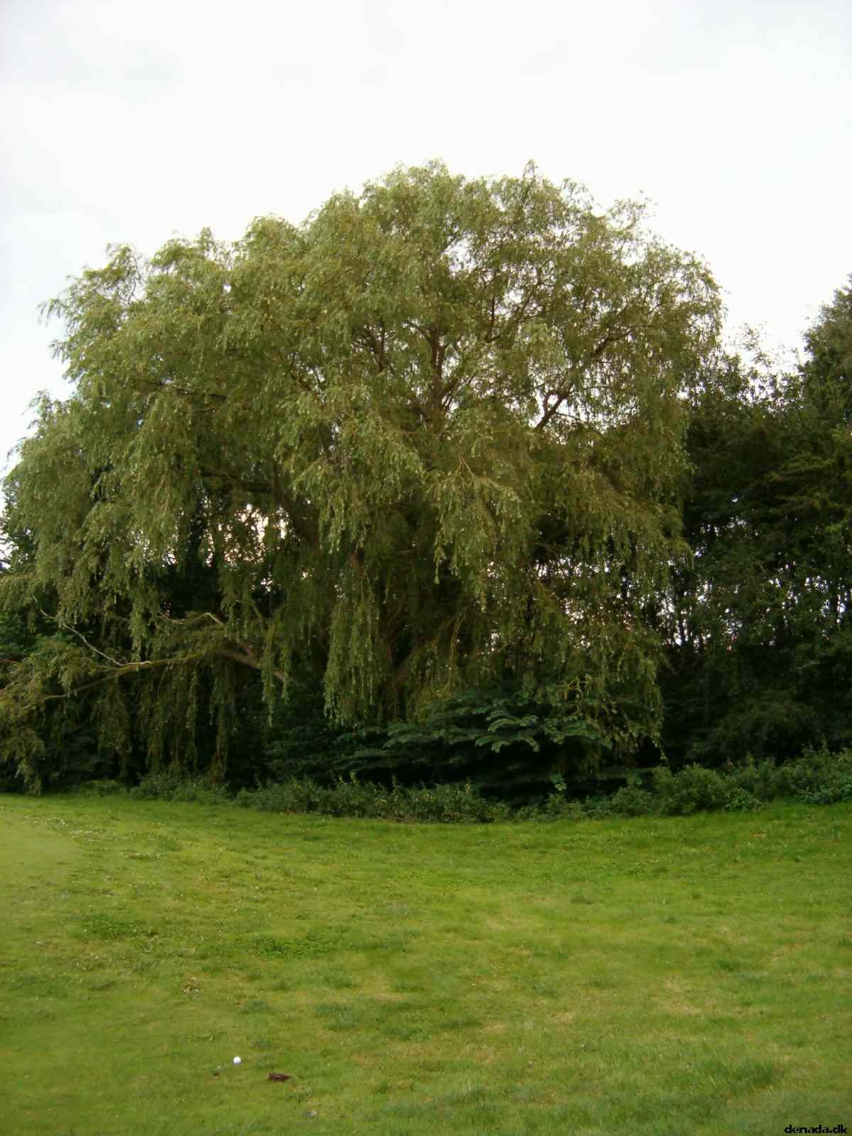 * Image 33