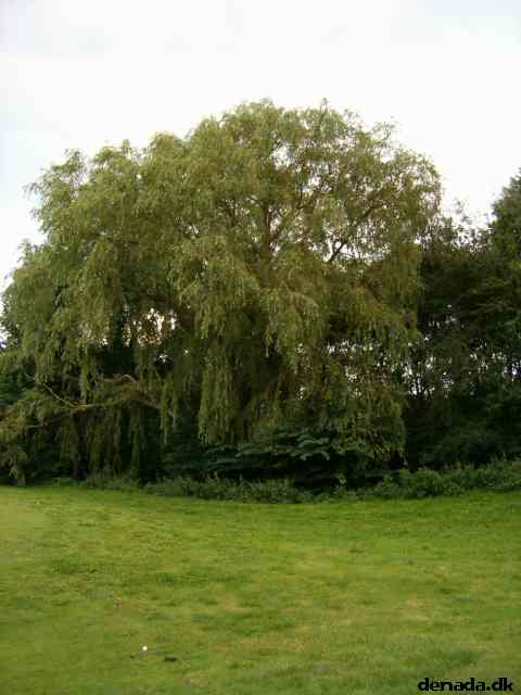 * Image 33