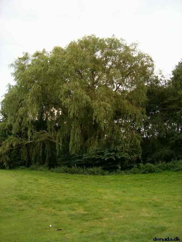 * Image 33