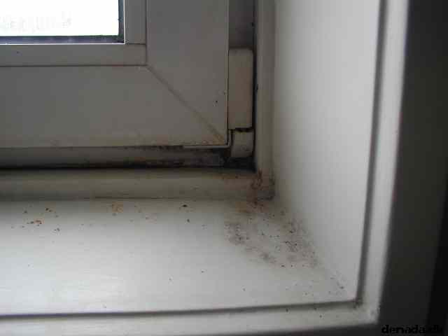 * Image 11