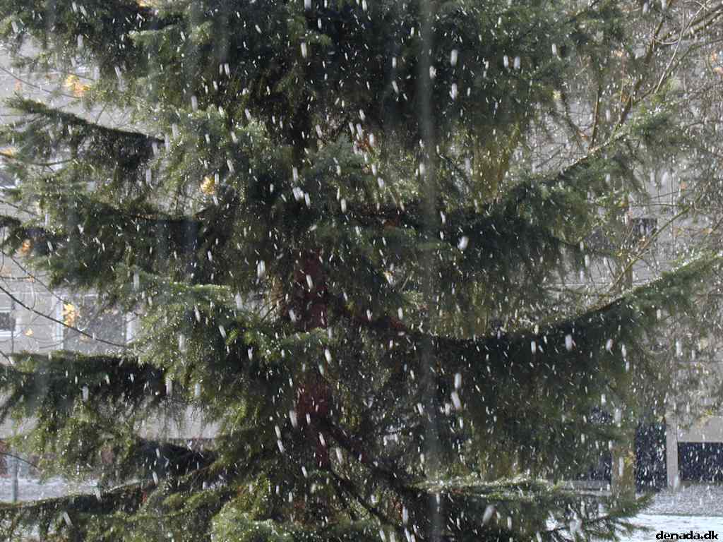 * Image 4