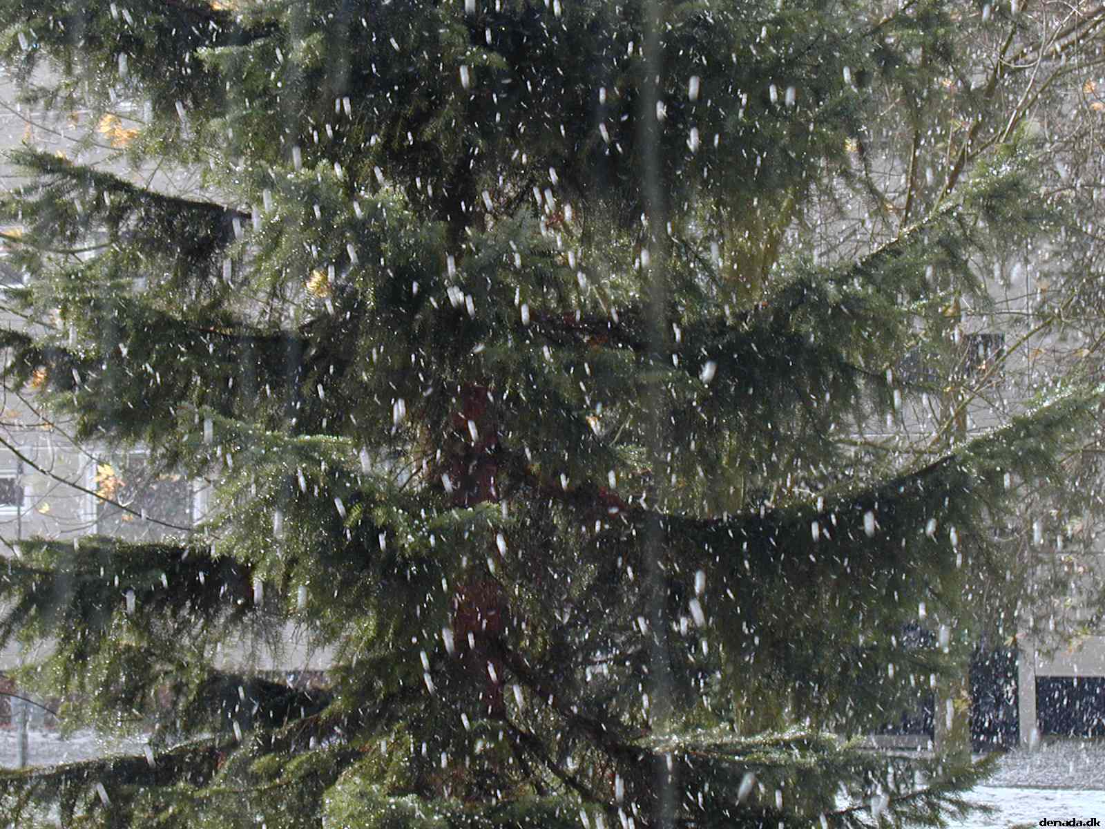 * Image 4