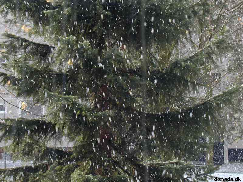 * Image 4