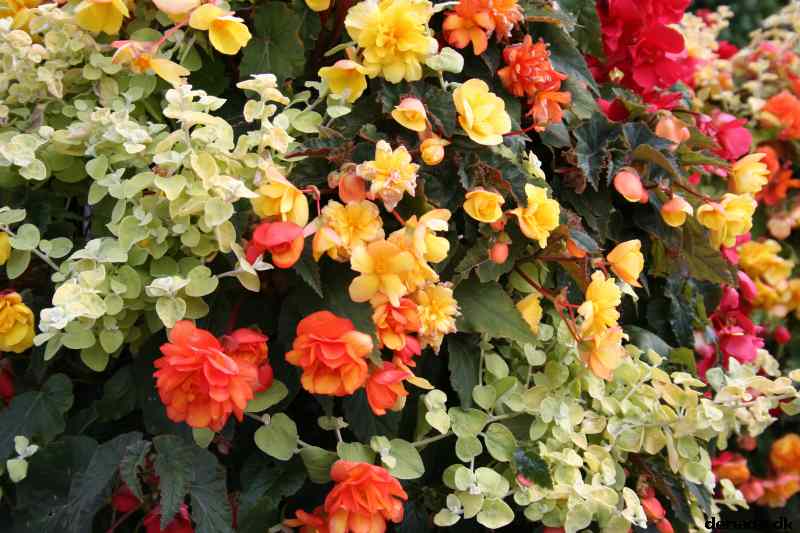 * Image 36