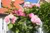 IMG_0084.jpg - 2005:07:09 19:10:46
