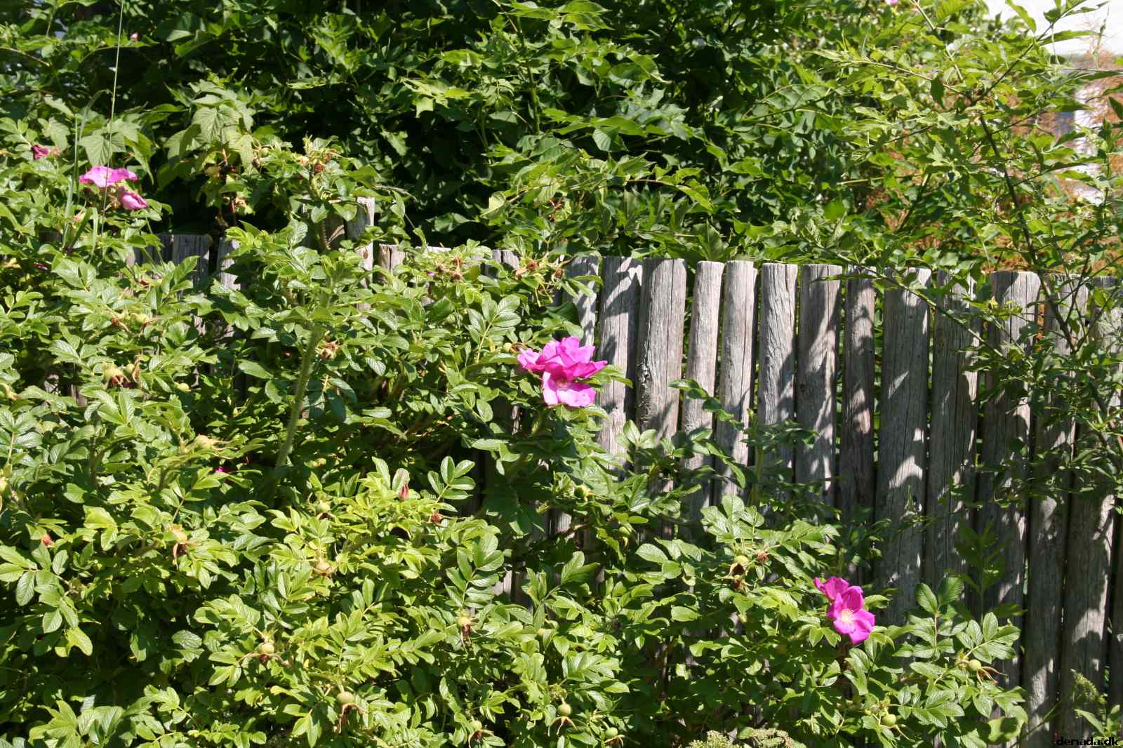 * Image 11