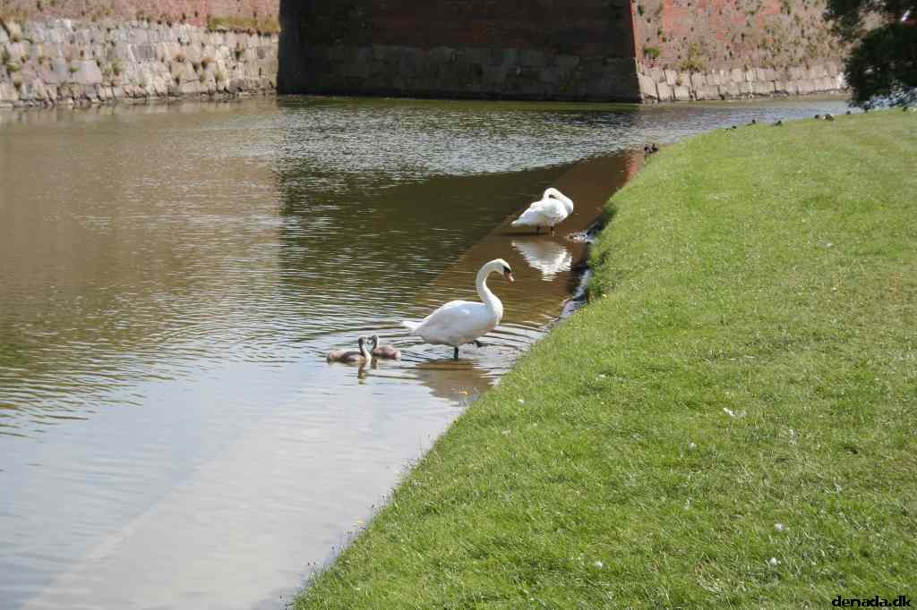 * Image 33