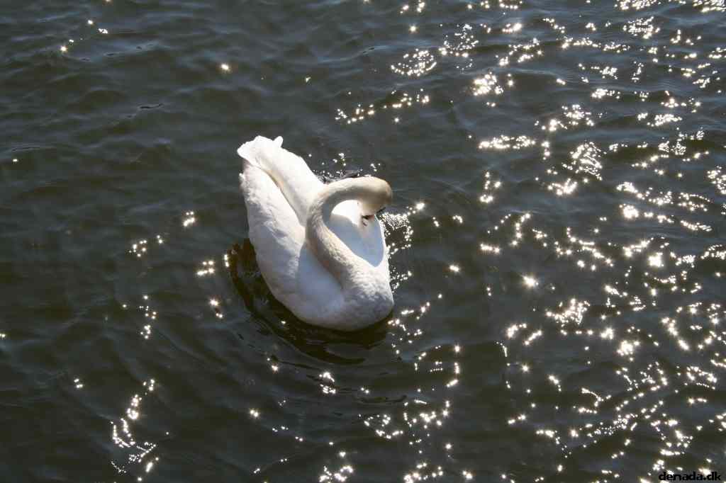 * Image 36