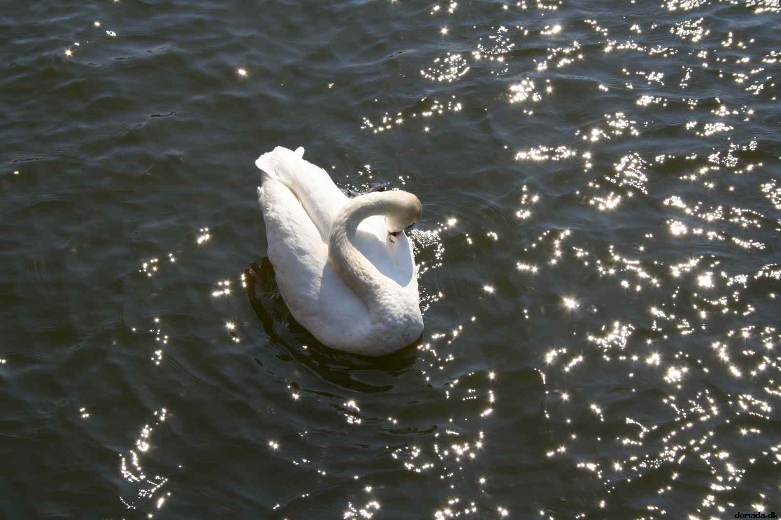 * Image 36