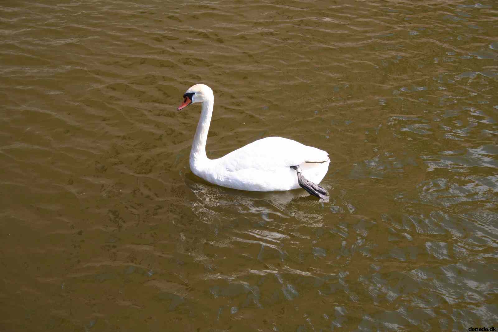 * Image 37