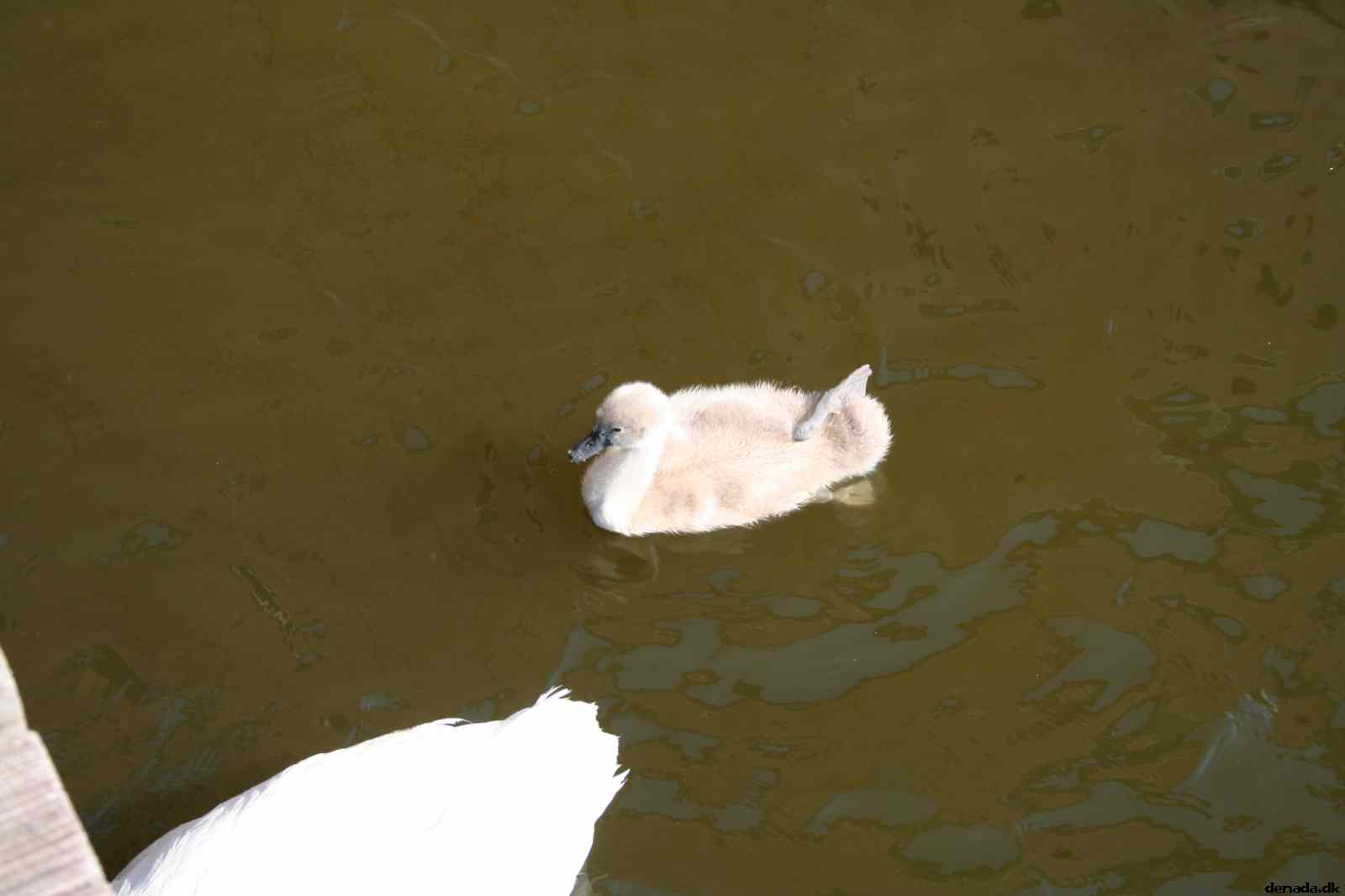 * Image 39