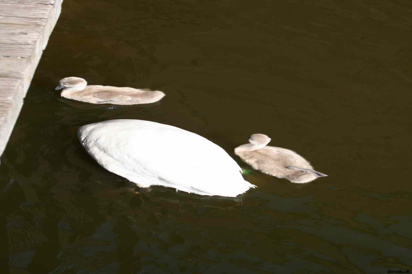 * Image 40