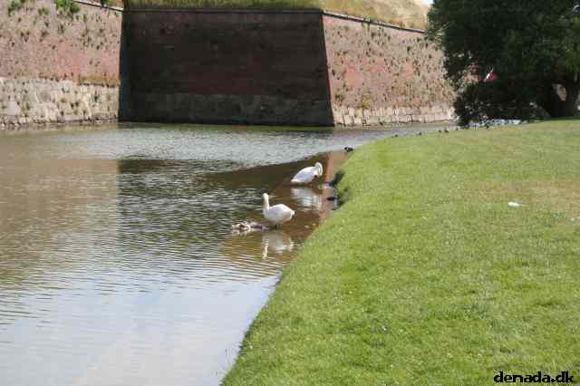 * Image 31